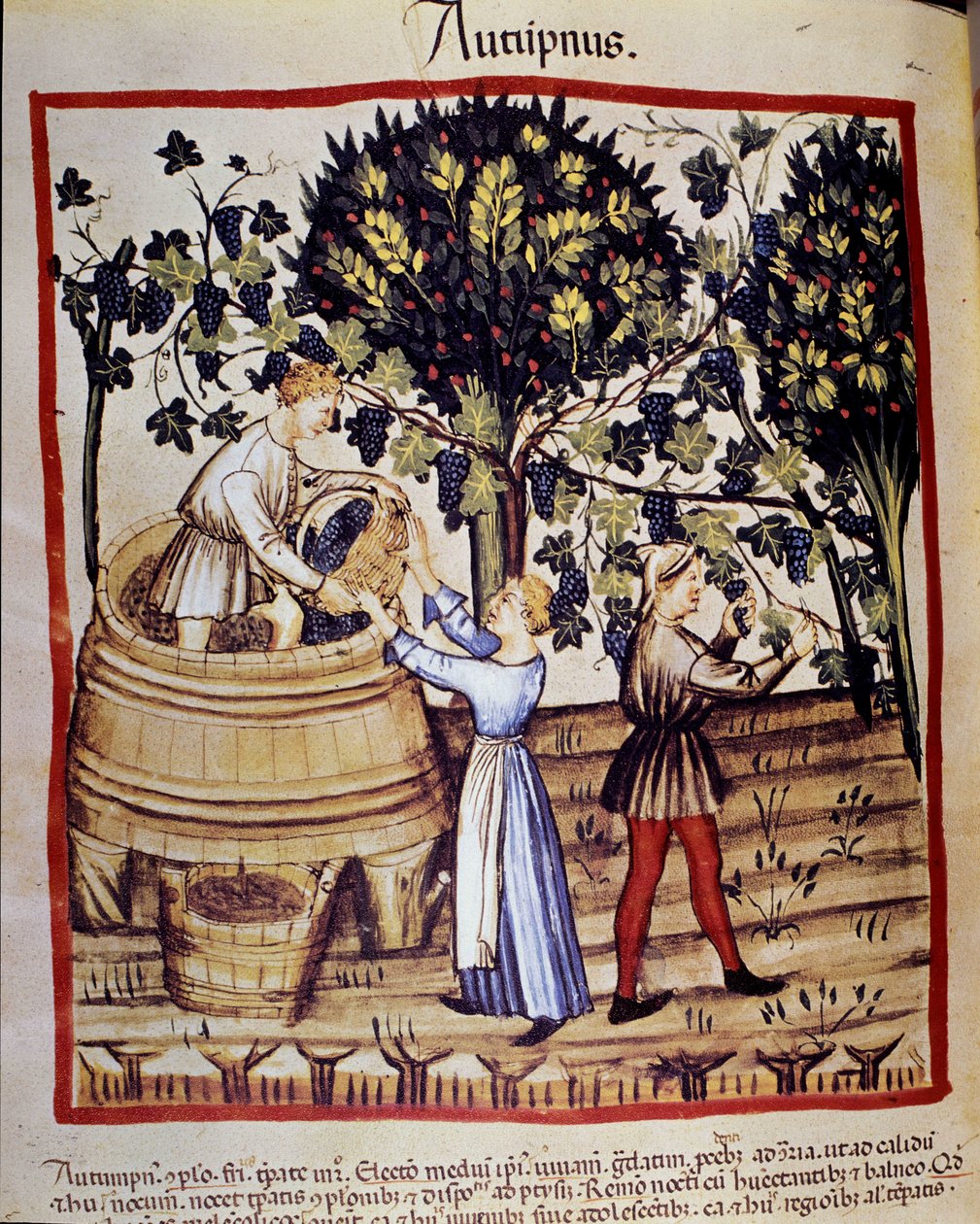 Høstepresentasjon: høsting. Drueplukkingen. Belysning fra melking av medisin og diett "" Tacuinum sanitatis"" av Unknown artist
