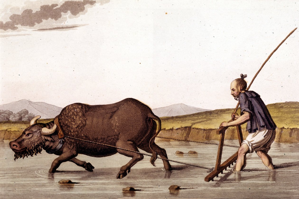 Bort fra å sørge over rismarkene med en okse - i Ancient and Modern Costume av J. Ferrario, red. Milano av Unknown artist