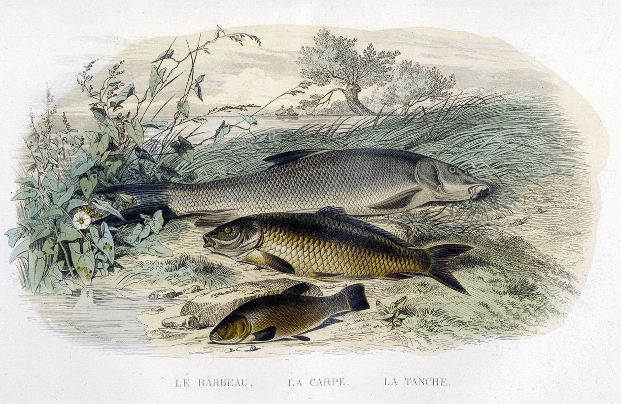 Barbel, karpe og suter - i "" Histoire naturelle"" av Lacépède, T.II, red. Furne og Co., Paris av Unknown artist