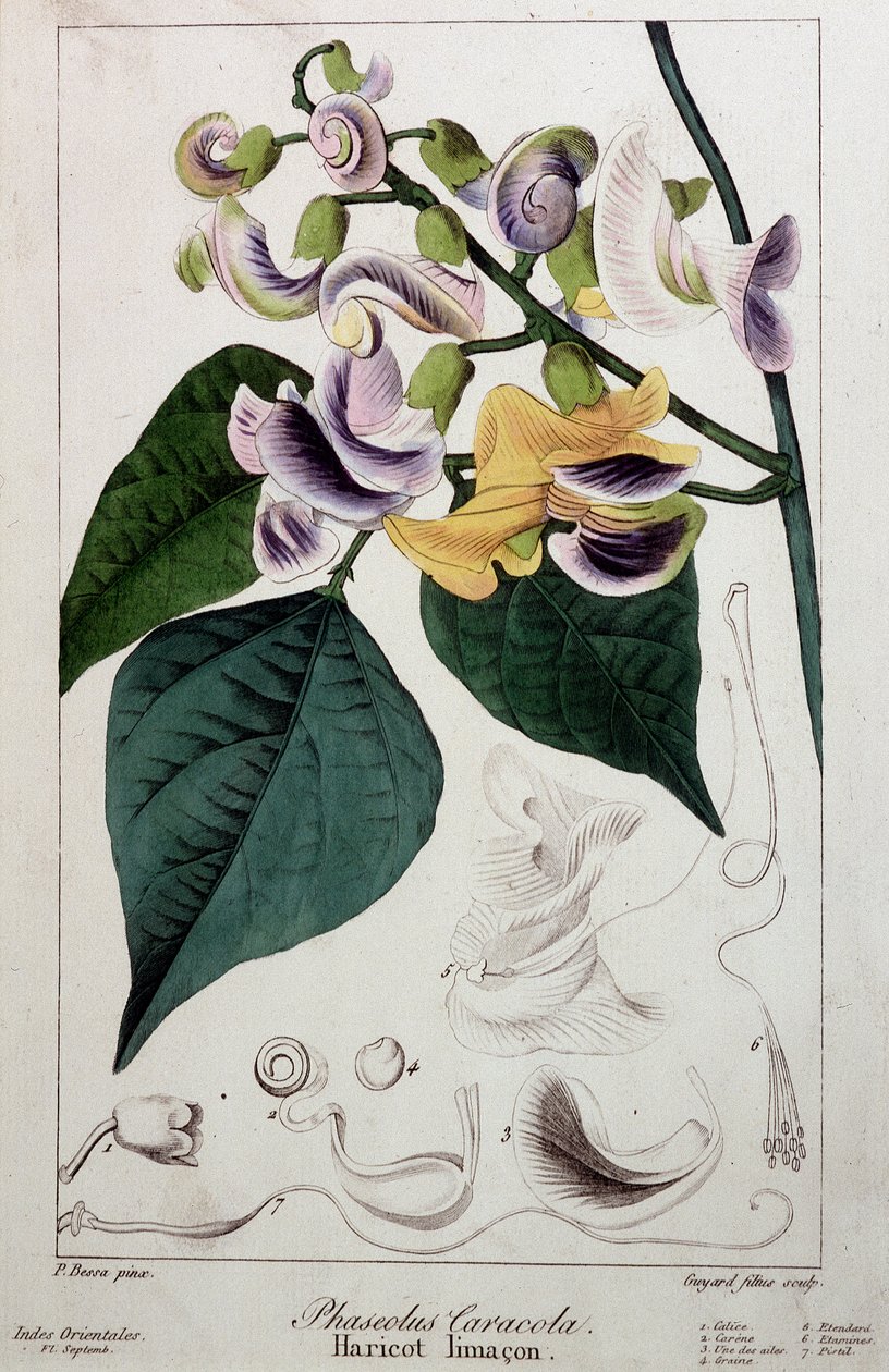 Bønnesnegl (phaseolus caracola), botanisk bord av Unknown artist