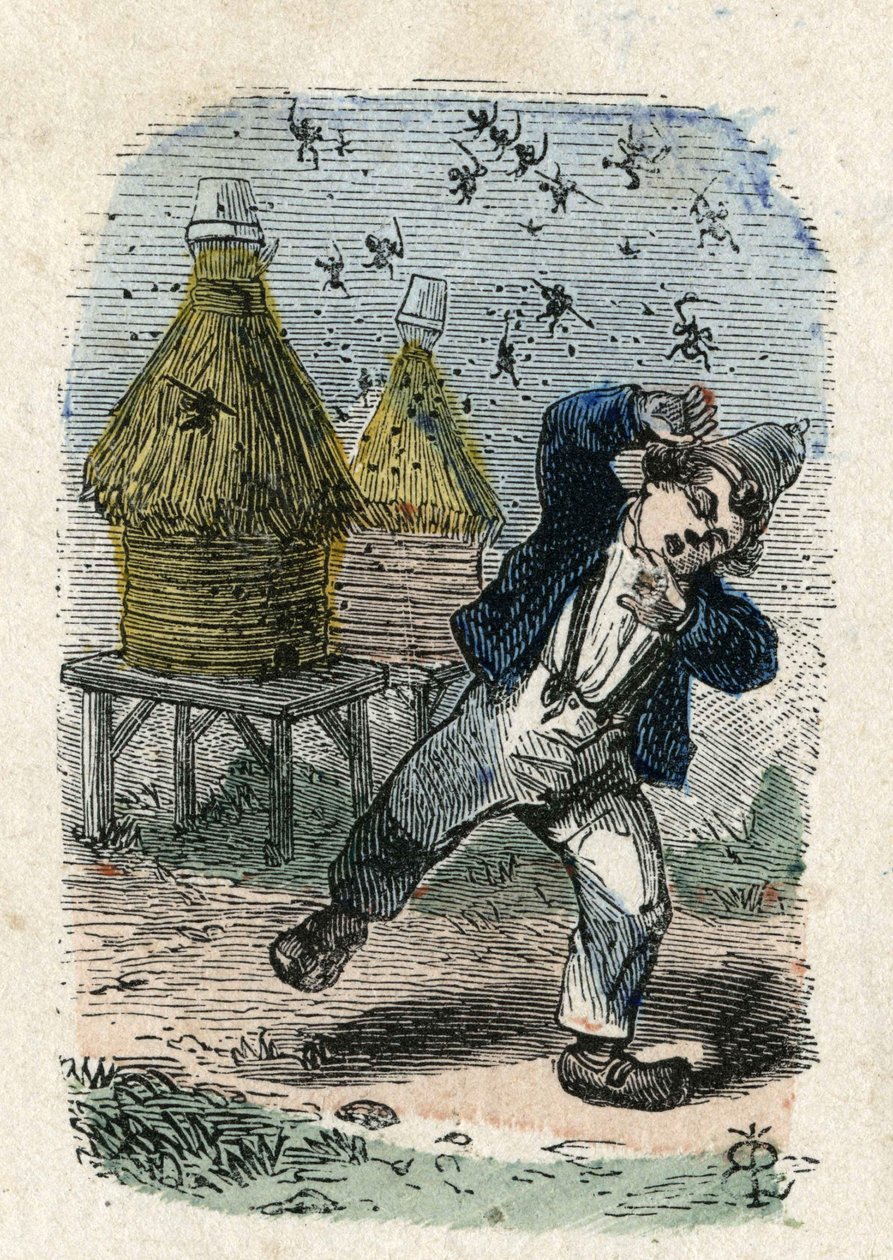 Bier angriper et barn i nærheten av bikuben deres. Illustrasjon 1800-tallet. Bianchetti-samlingen av Unknown artist