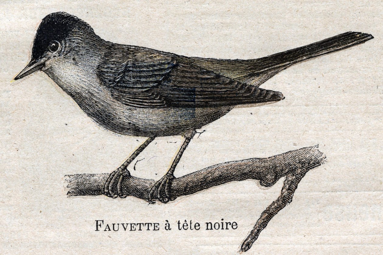 Birds Useful to Agriculture: Black-footed Warbler av Unknown artist