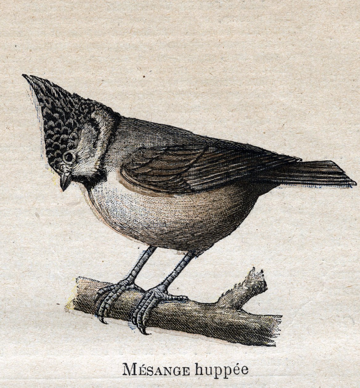 Fugler som er nyttige for jordbruk: Cupped Chickadee av Unknown artist