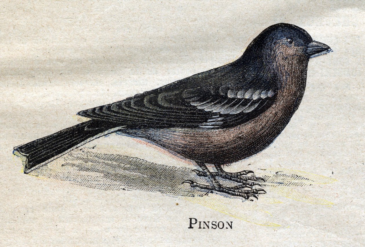 Birds Useful to Agriculture: Pinson av Unknown artist