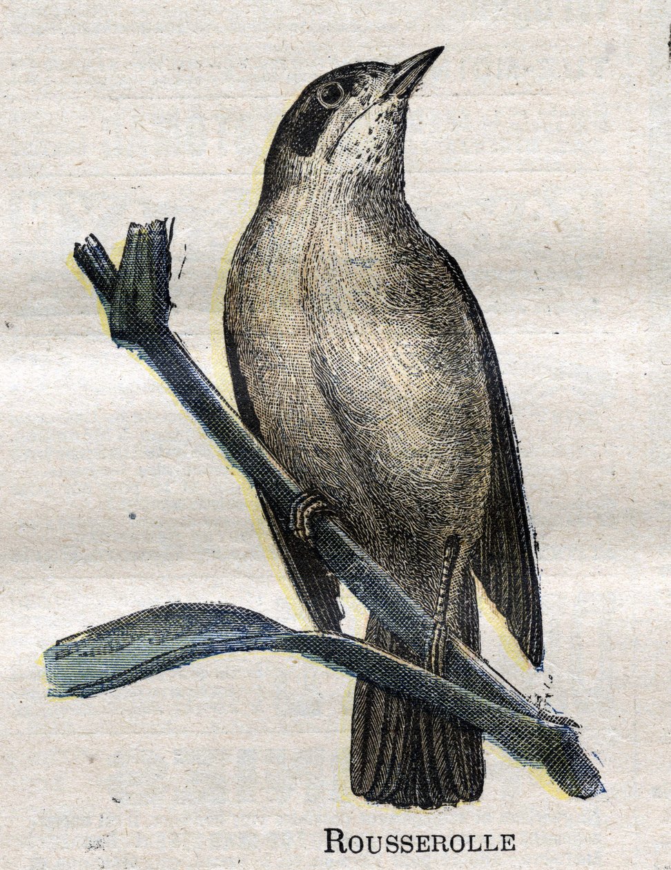 Fugler nyttige for jordbruk: Rousserolle av Unknown artist
