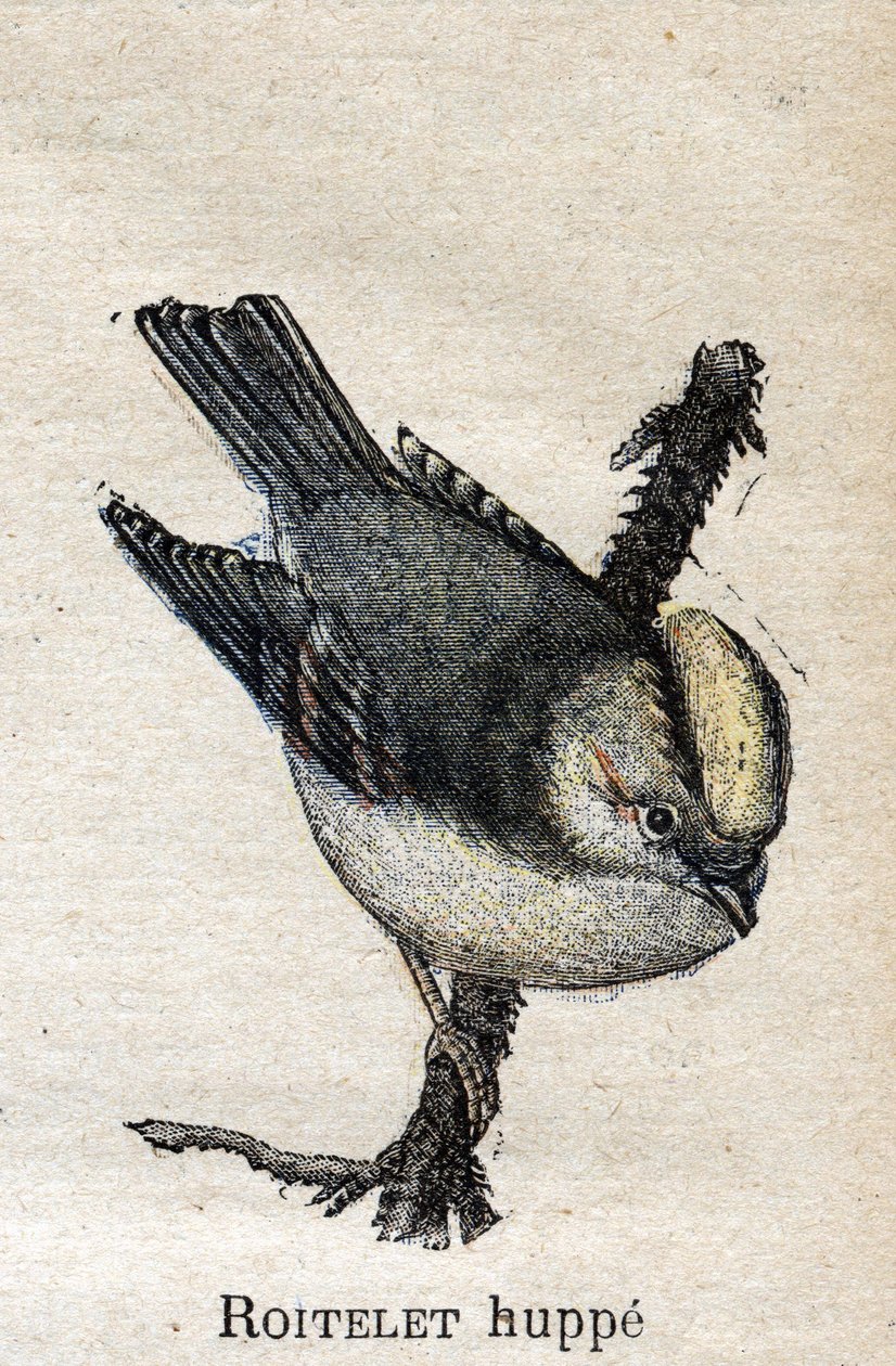 Birds Useful to Agriculture: Rupped Roitelet av Unknown artist