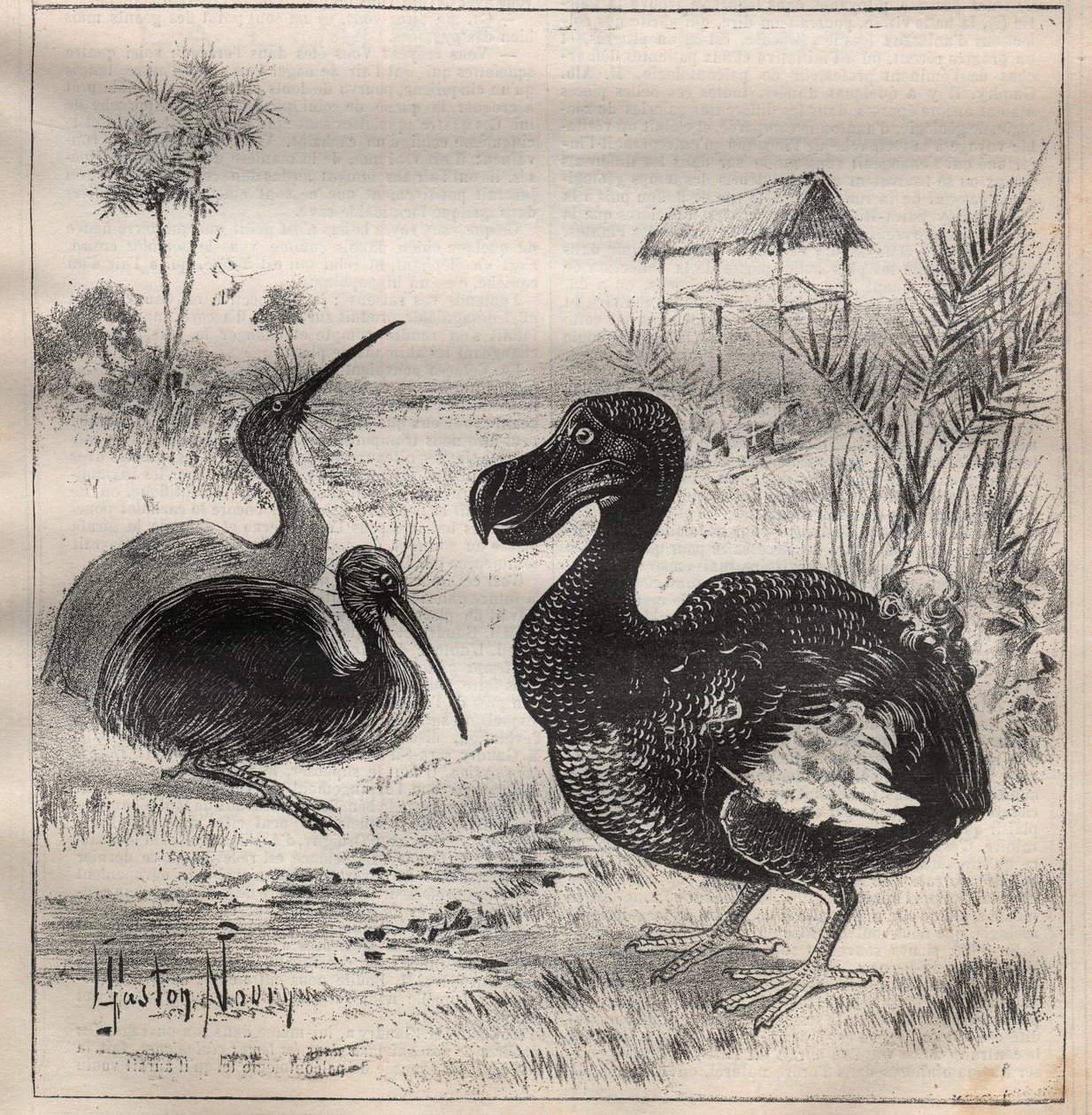 Fugler som forsvinner: dodo (eller dronte) og apteryx (eller kiwi kiwi) - Gravering i "" La Science francaise"" av Unknown artist