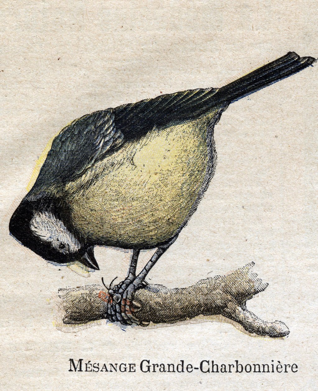Birds useful for agriculture: Big Chickadee - Coal av Unknown artist
