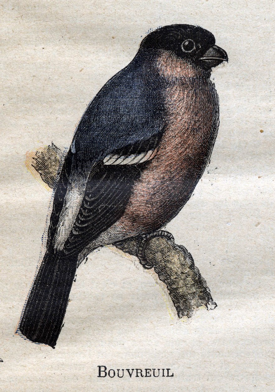 Fugler nyttige for jordbruk: Bouvreuil av Unknown artist