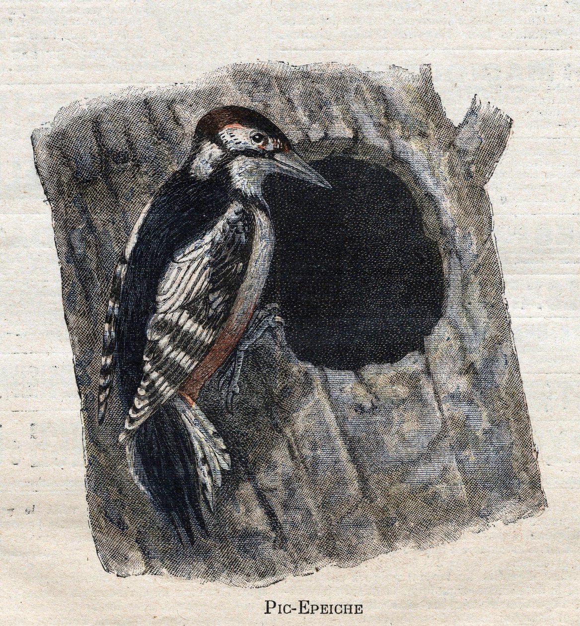 Fugler nyttige for jordbruk: Hakkespett av Unknown artist