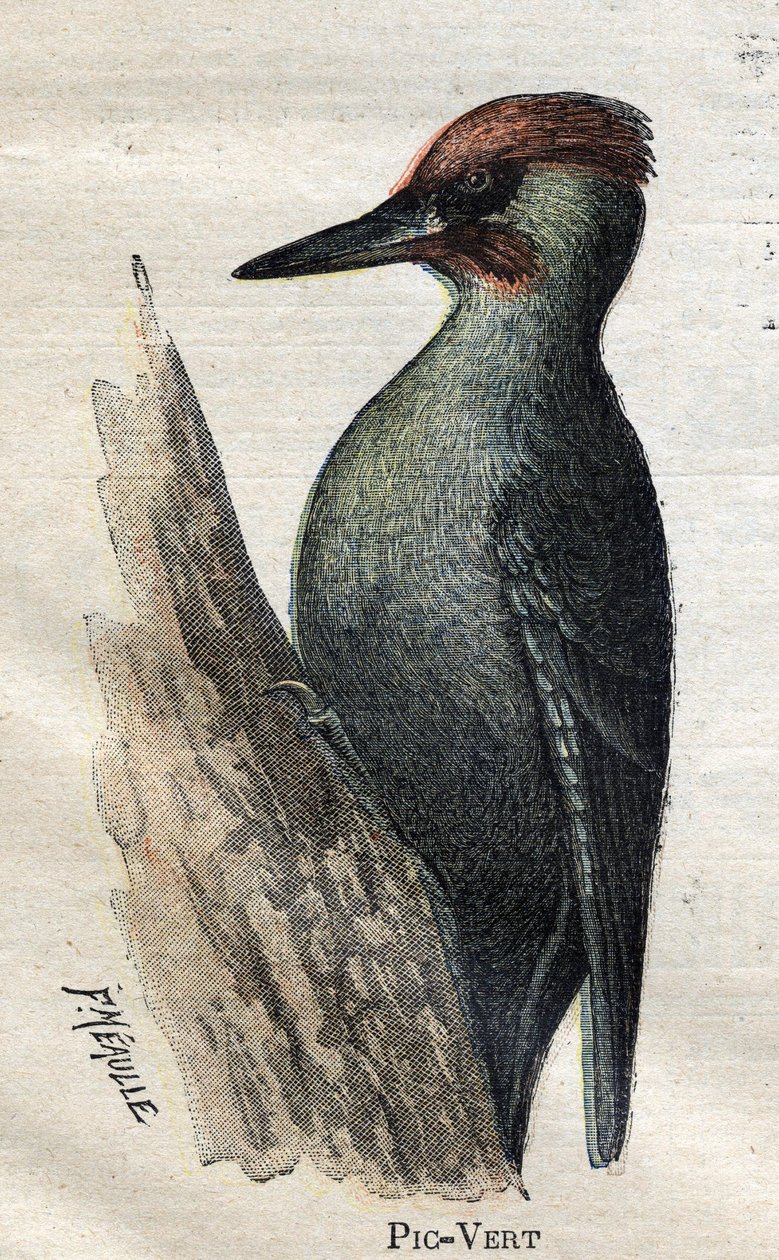 Fugler nyttige for oppdrett: Grønn spett av Unknown artist