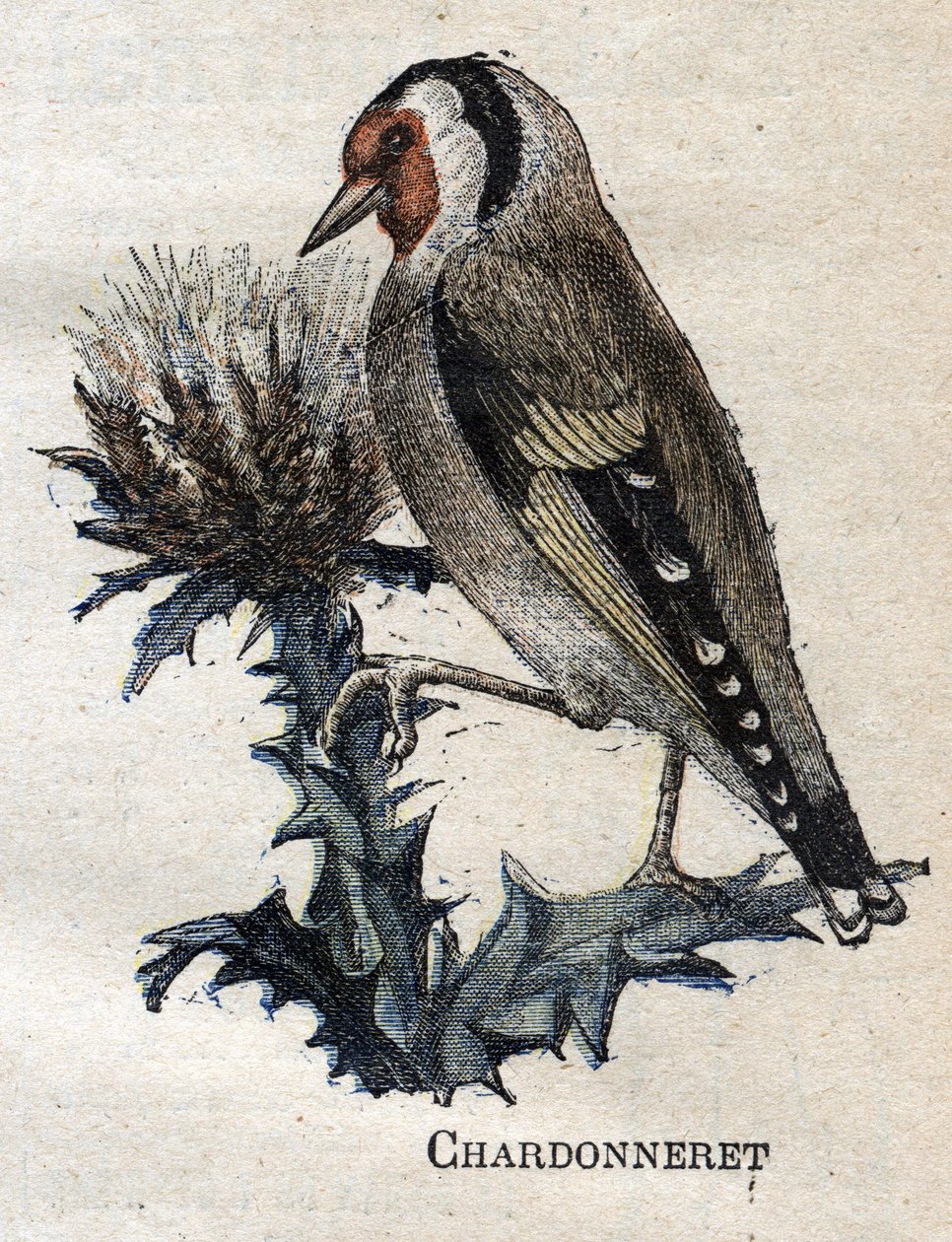 Birds useful to agriculture: Chardonneret av Unknown artist
