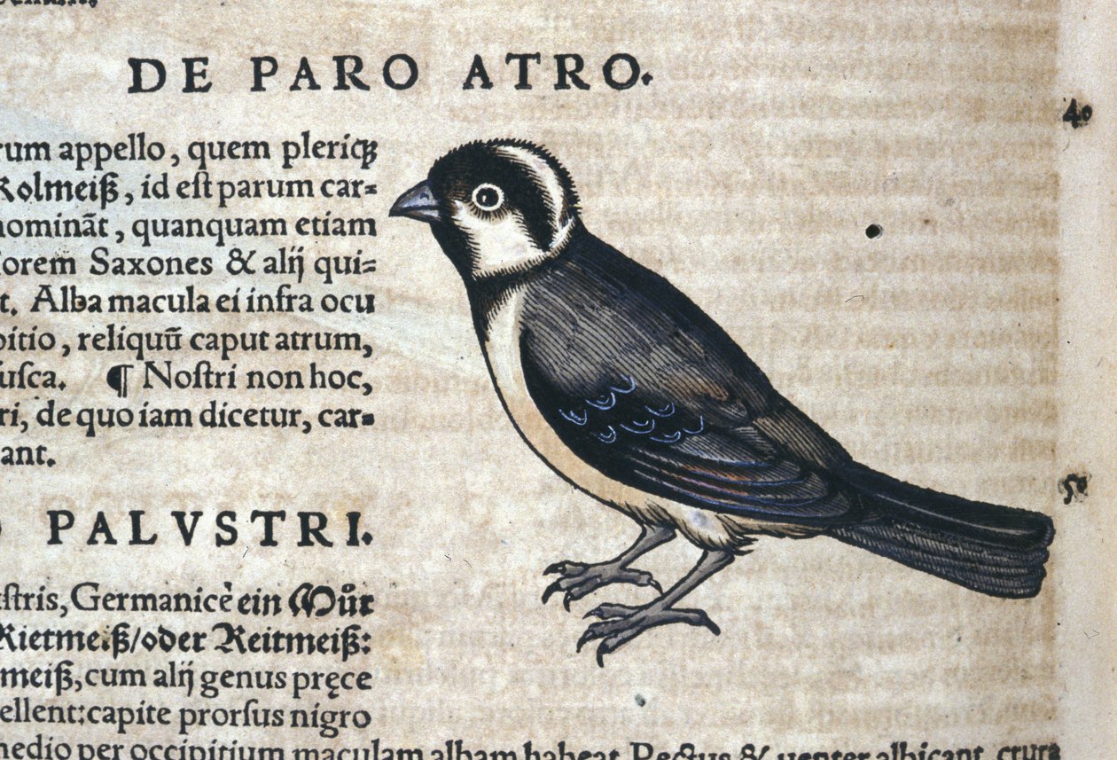 Svart fugl i Historia Animalium av Conrad Gesner (1516 - 1565), Tiguri av Unknown artist