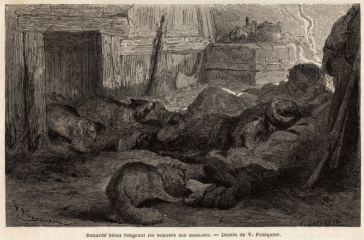 Blårever som gnager skoene til sjømenn som sover i tilfluktsstedet til observasjonsstasjonen, tegnet av V.Foulquier, for å illustrere Spitzberg av Unknown artist