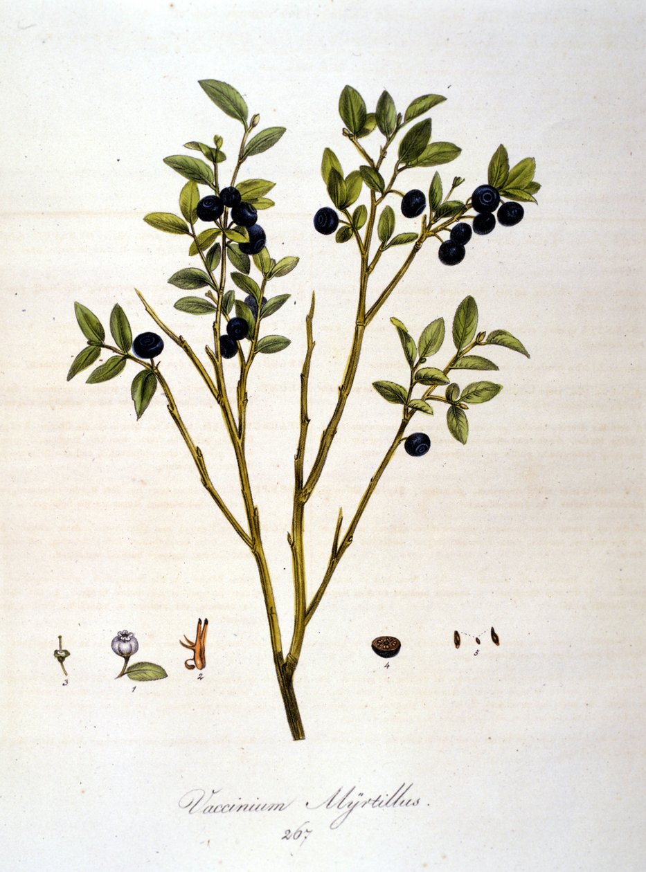 Blåbær:: botanisk bord fra 1800-tallet. av Unknown artist