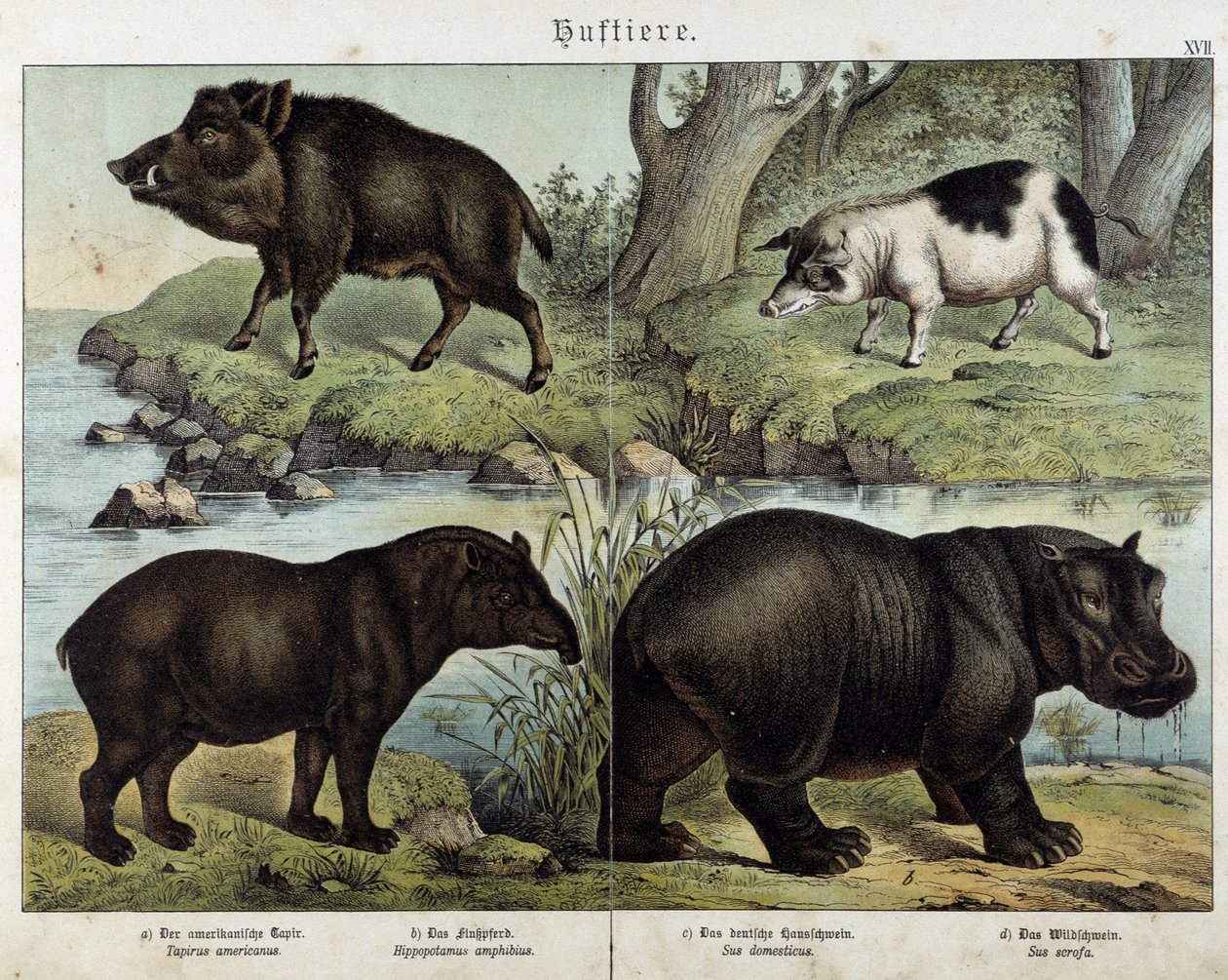 Villsvin, gris, tapir og flodhest - i "" Natural histories of pattedyr", red. Schreiber av Unknown artist
