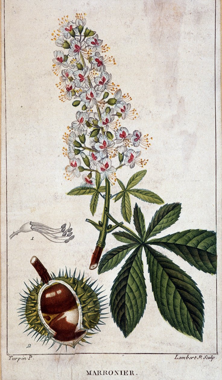 Botanisk bord - Blomster, blader og frukt av kastanjetre av Unknown artist