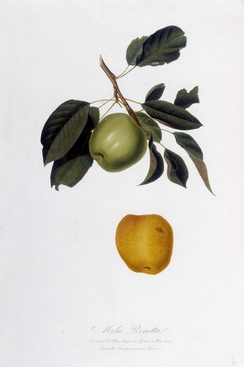 Botanisk bord: Eplereinette (Mela Renetta). av Unknown artist