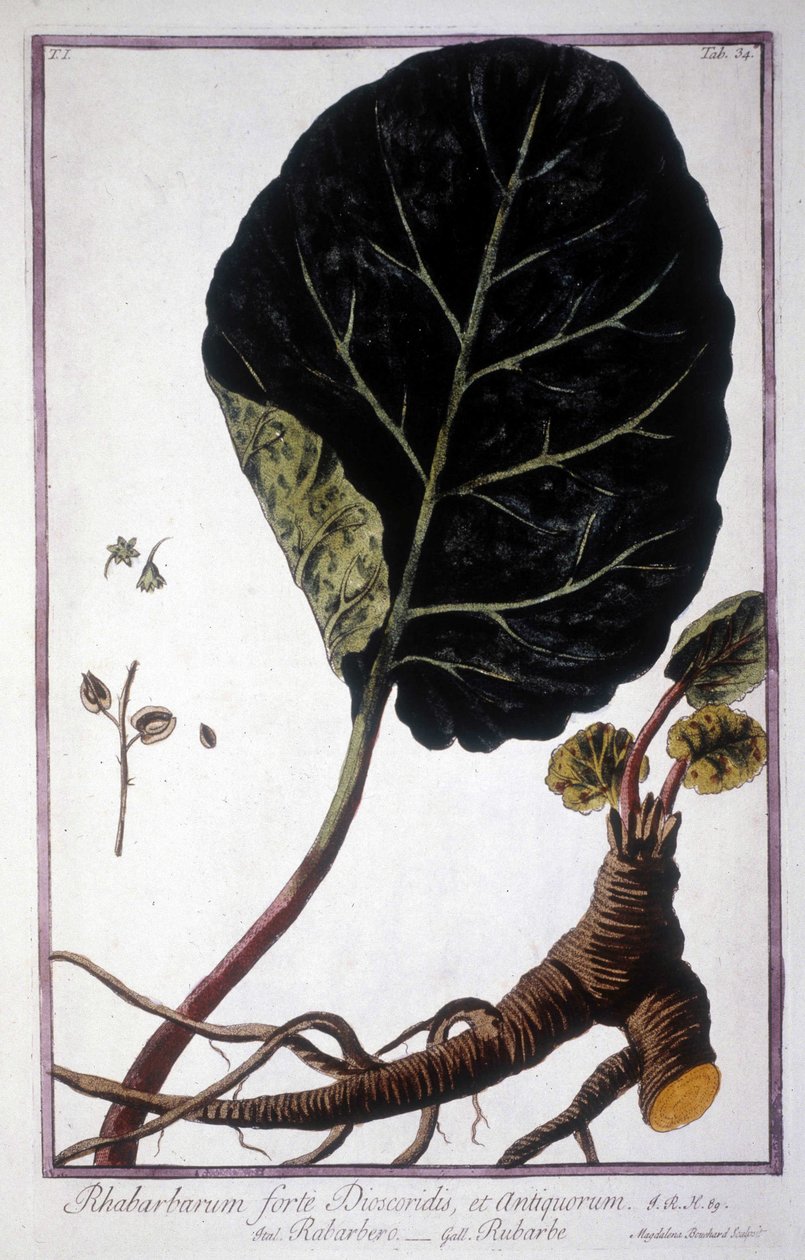 Botanisk bord: Blad og røtter av rabarbra. Herbarium fra 1800-tallet. av Unknown artist