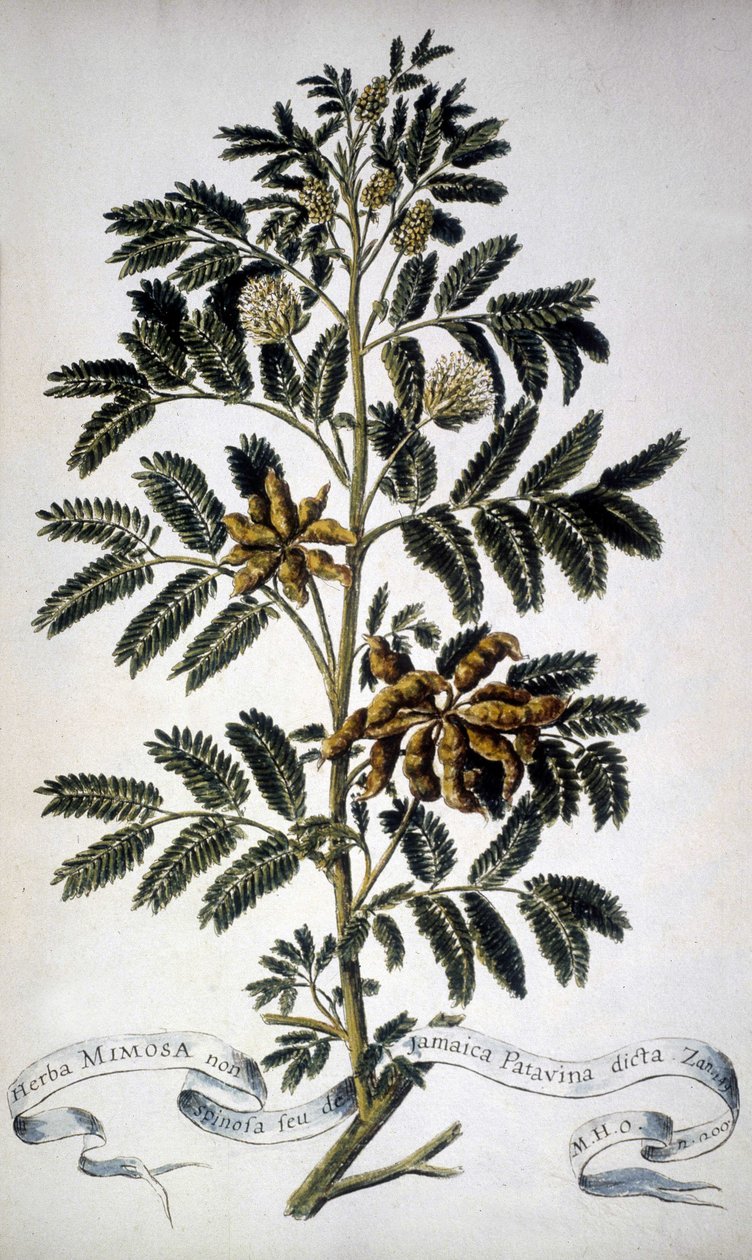 Botanisk bord: Mimosa. Herbarium fra 1800-tallet. av Unknown artist