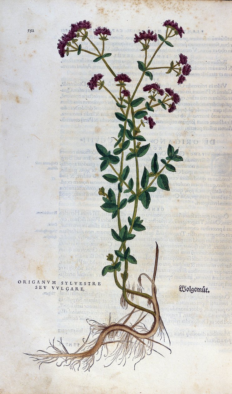 Botanisk bord: Oregano (silvestre origanum sev. vulgare). Herbarium of Lheonard Fuchs, "History of Race", Bale av Unknown artist