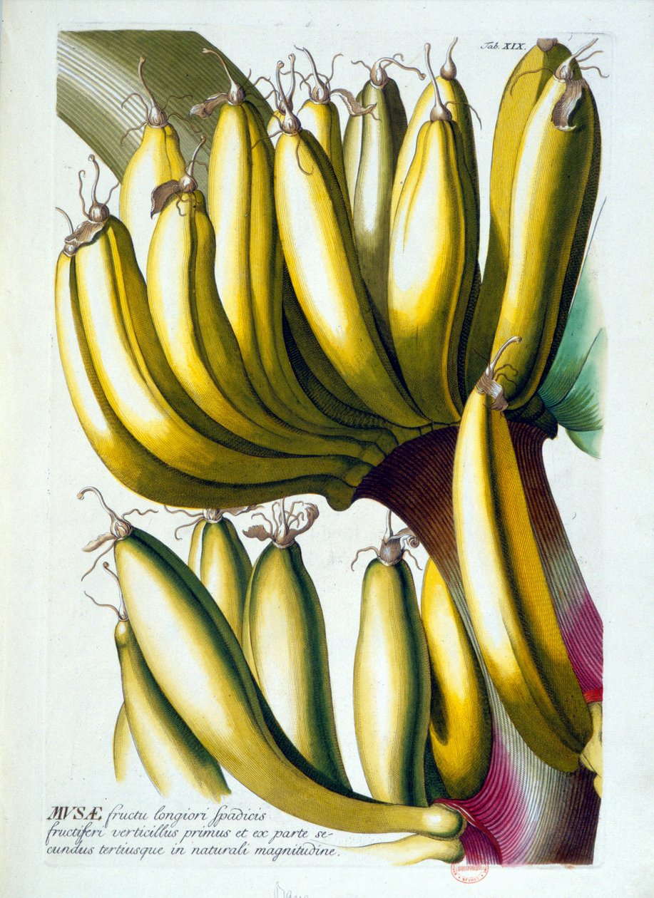 Botanisk bord: en diett med bananer. n.d. 1800-tallet. av Unknown artist