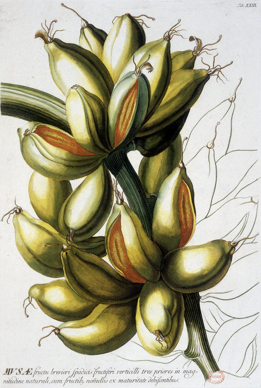 Botanisk bord: bananer. n.d. 1800-tallet. av Unknown artist