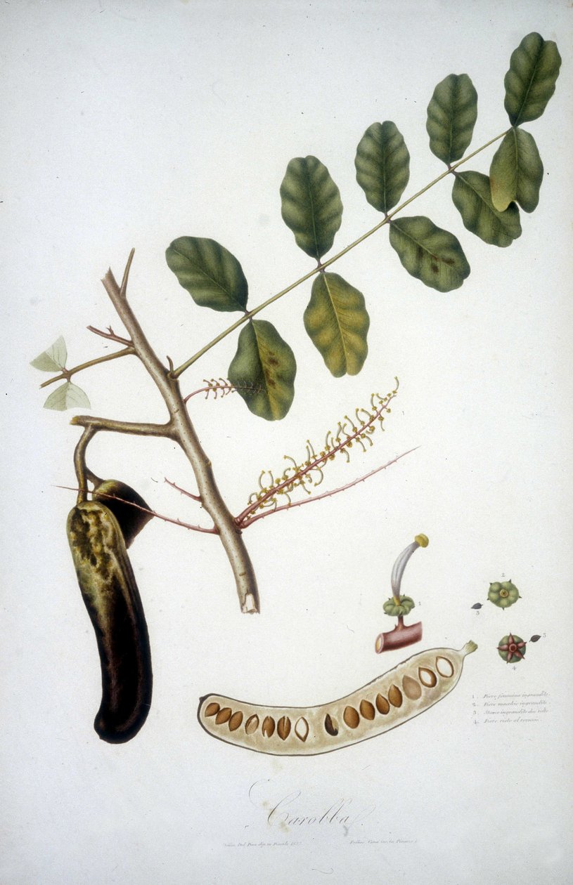 Botanisk bord: johannesbrødgren (Carobba). av Unknown artist