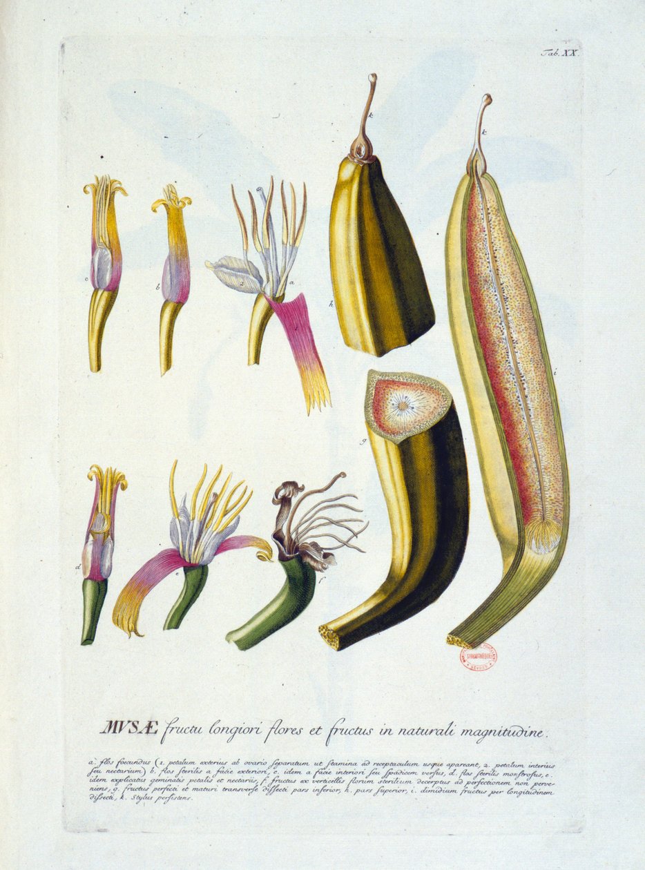 Botanisk bord: blomster og bananskjæring. n.d. 1800-tallet. av Unknown artist