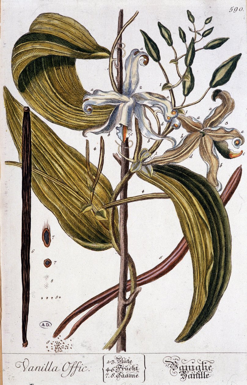Botanisk bord av vanilje (vaniljeoffic) - 1800-tallet av Unknown artist