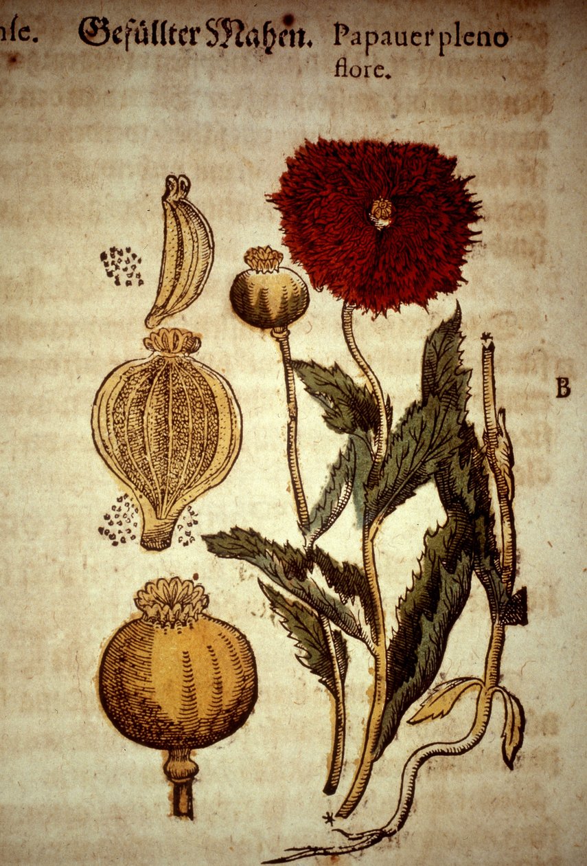 Botanisk bord: valmue. D