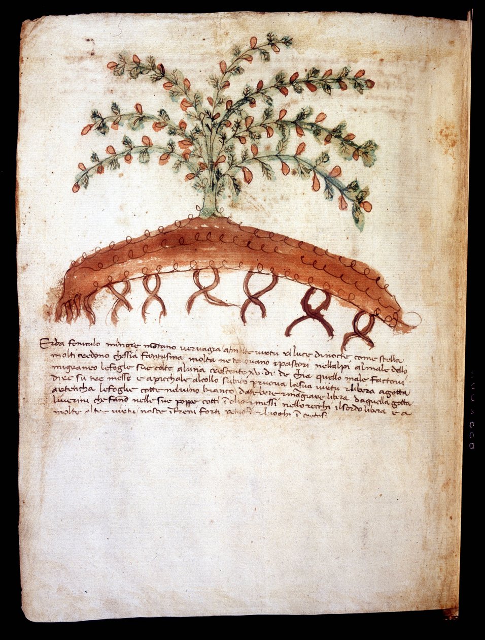 Botanisk tavle som representerer gresset "" feniculo maggiore "". Rimini kommunale bibliotek av Unknown artist