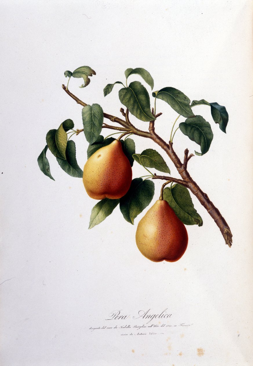 Botanisk bord som representerer pera angelica. 1820 - 1822 av Unknown artist