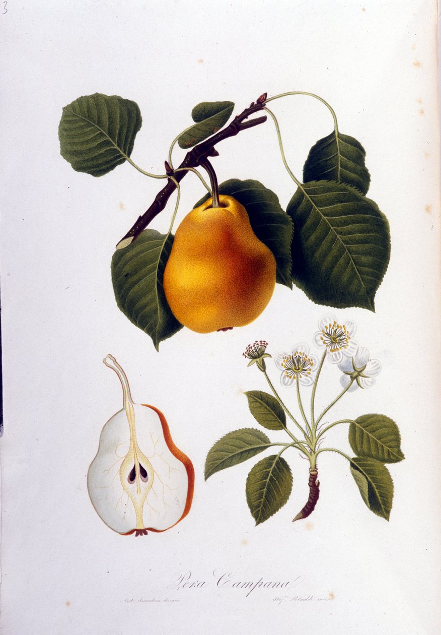 Botanisk styre som representerer pera campana. 1820–1822. av Unknown artist