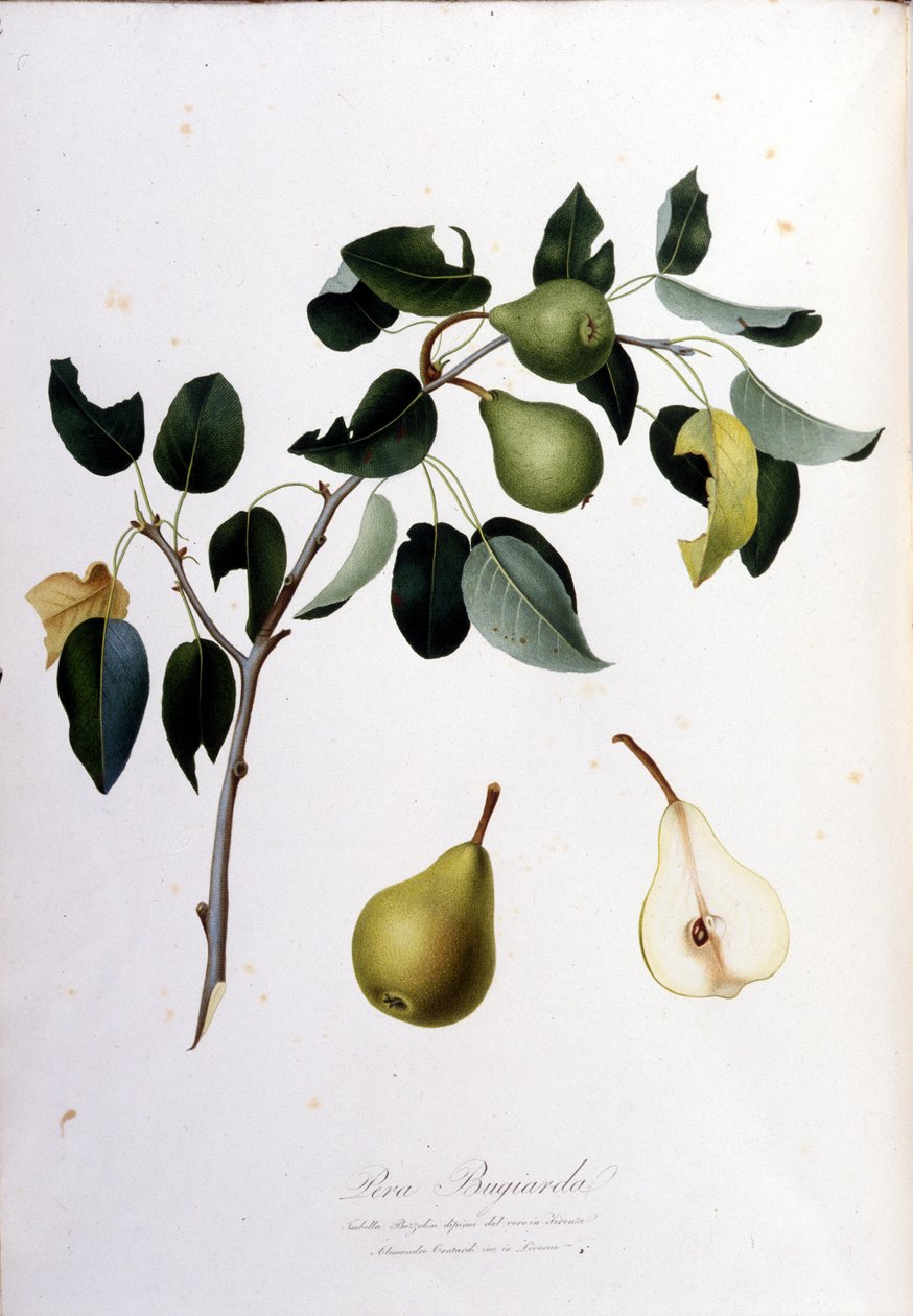 Botanisk styre som representerer pera campana. 1820–1822. av Unknown artist
