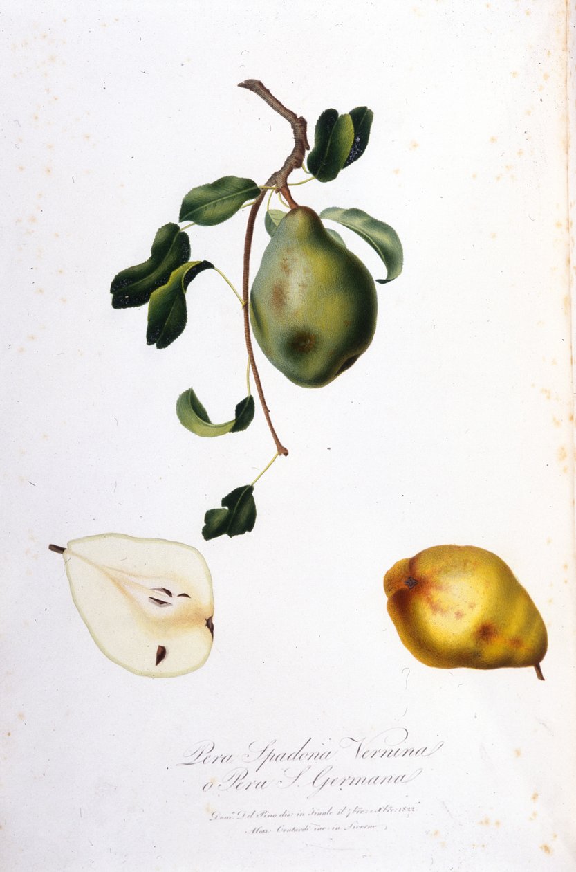 Botanisk bord som representerer pera spadona. 1820–1822. av Unknown artist