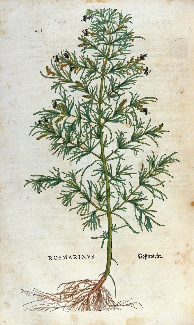 Botanisk bord: rosmarin (rosmarinus). Herbarium of Lheonard Fuchs, "" Historia Stirpium"", Bale av Unknown artist