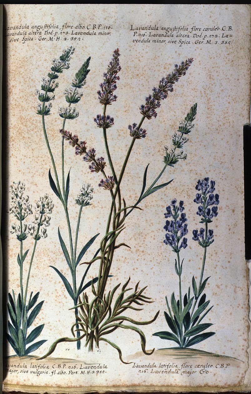 Botanisk bord: ekte lavendel (Lavandula angustifolia) og aspic lavendel (Lavandula latifolia). av Unknown artist