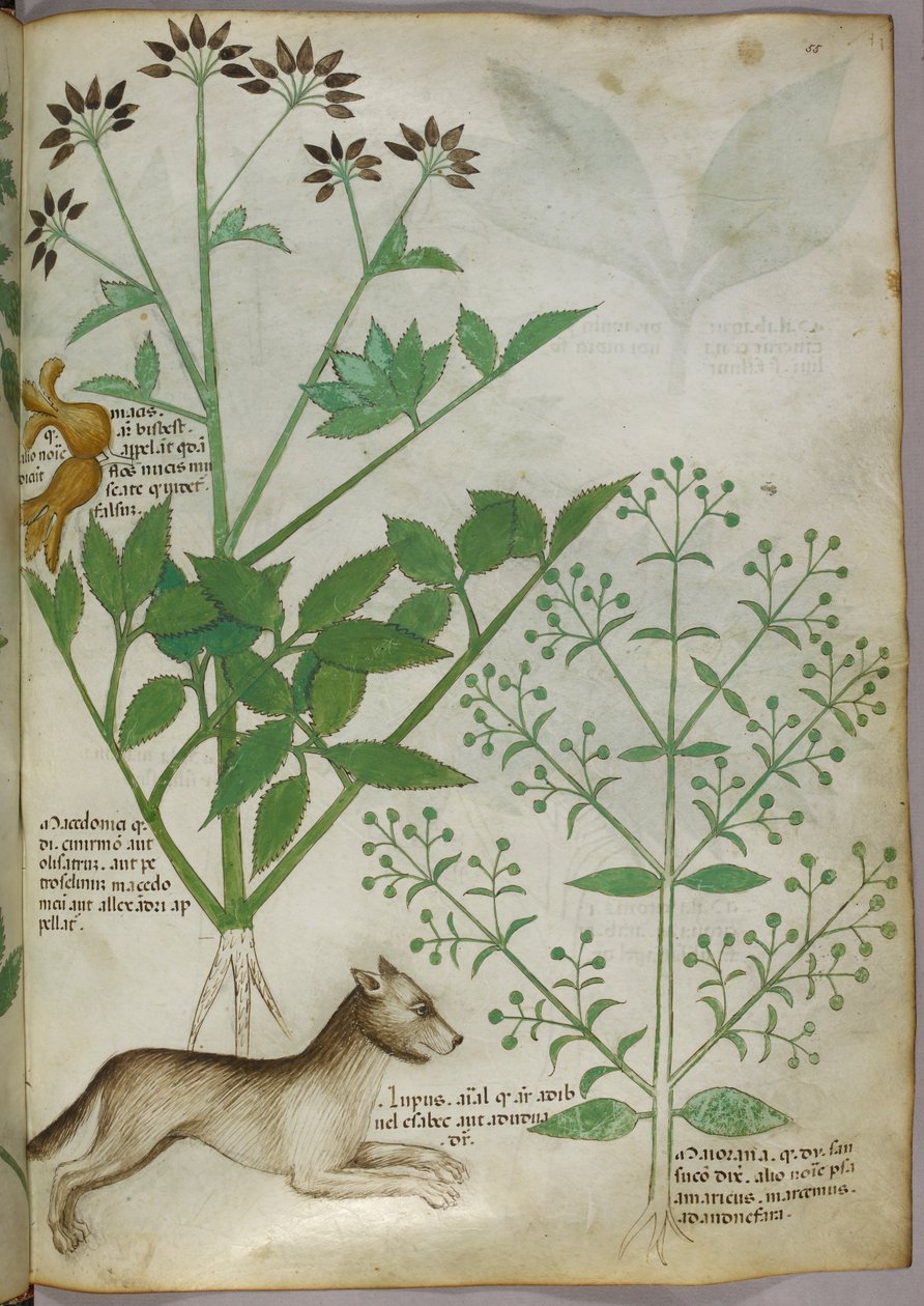 Botanisk illustrasjon av en plante og en ulv. av Unknown artist
