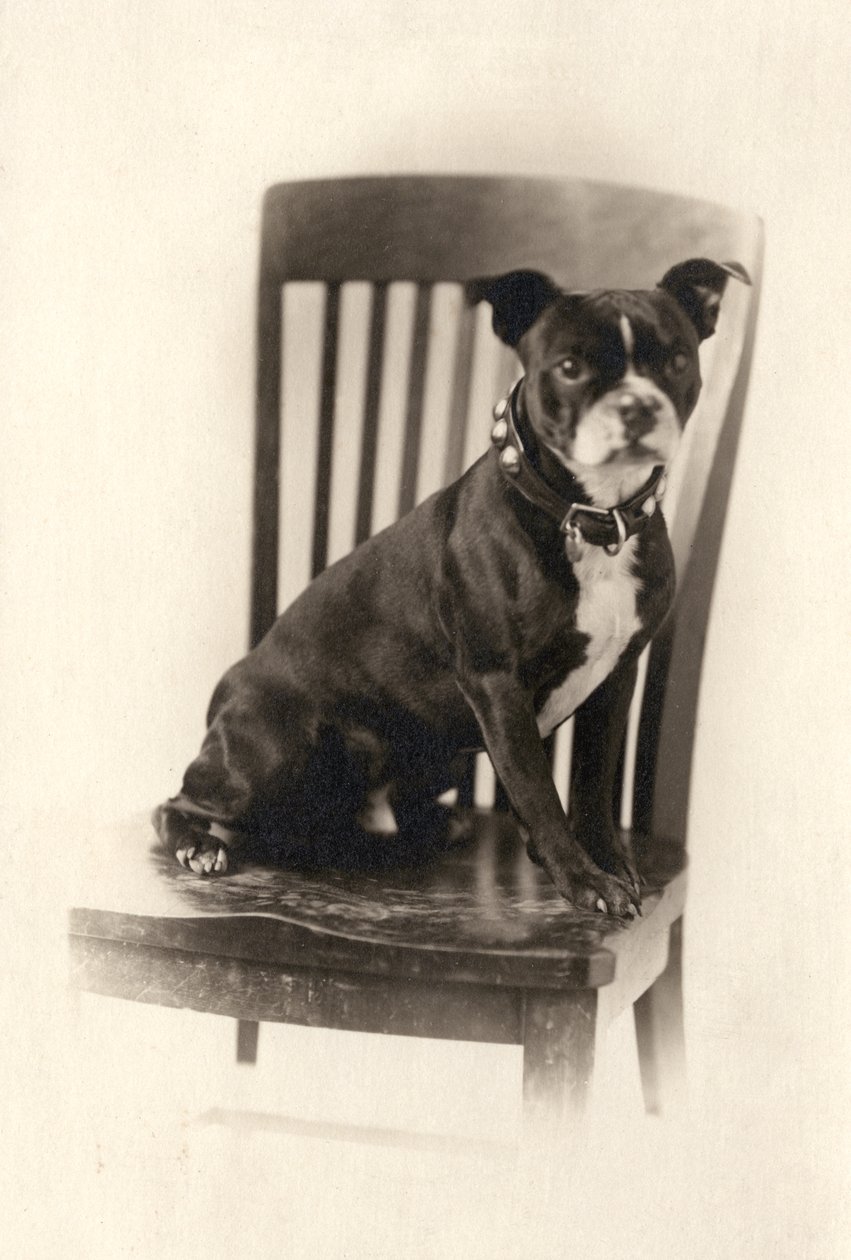 Boxer sitter på en stol, ca. 1890 (sølvtrykk) av Unknown artist