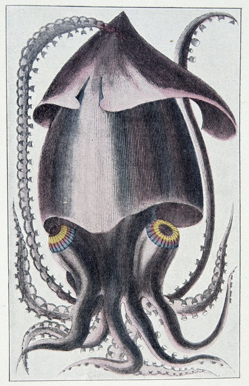 Brasiliansk blekksprut - etter Denys Montfort i "Bløtdyrs generelle og særegne naturhistorie", Paris av Unknown artist