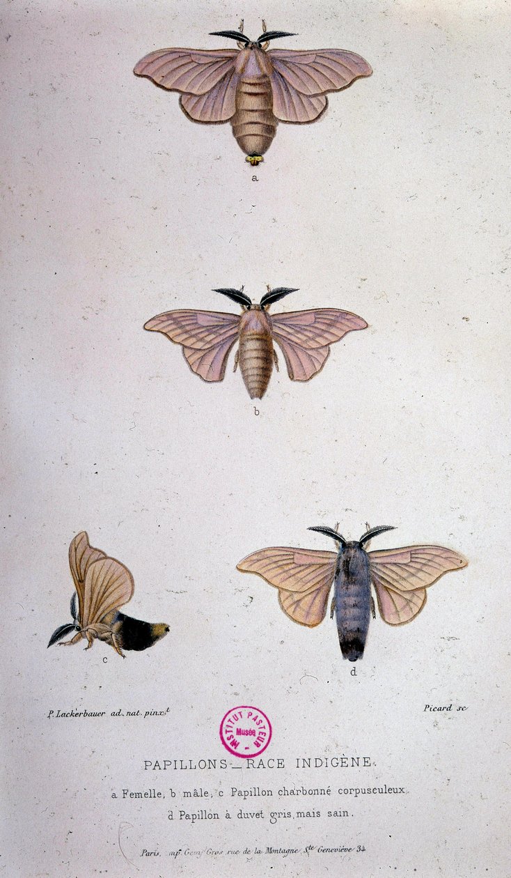 Sommerfugler: Silkeormsykdom - Studie av Pasteur av Unknown artist