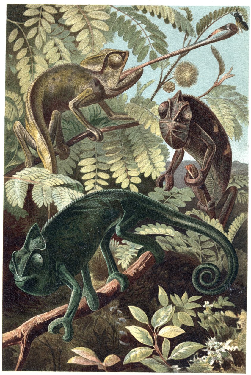 Cameleon - Kameleoner eller kameleoner (familien Chamaeleonidae) - gravering fra "" Brehms dyreliv"" av Alfred Edmund Brehm (1829-1884) av Unknown artist