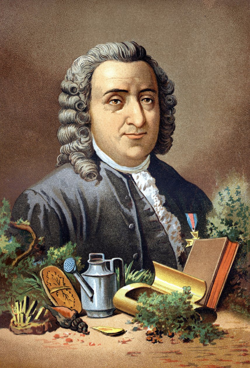 Carl Von Linné svensk naturforsker og forfatter (1707 - 1778) etter "Vitenskapen og dess menn" av Louis Figuier. Barcelona 1881 av Unknown artist