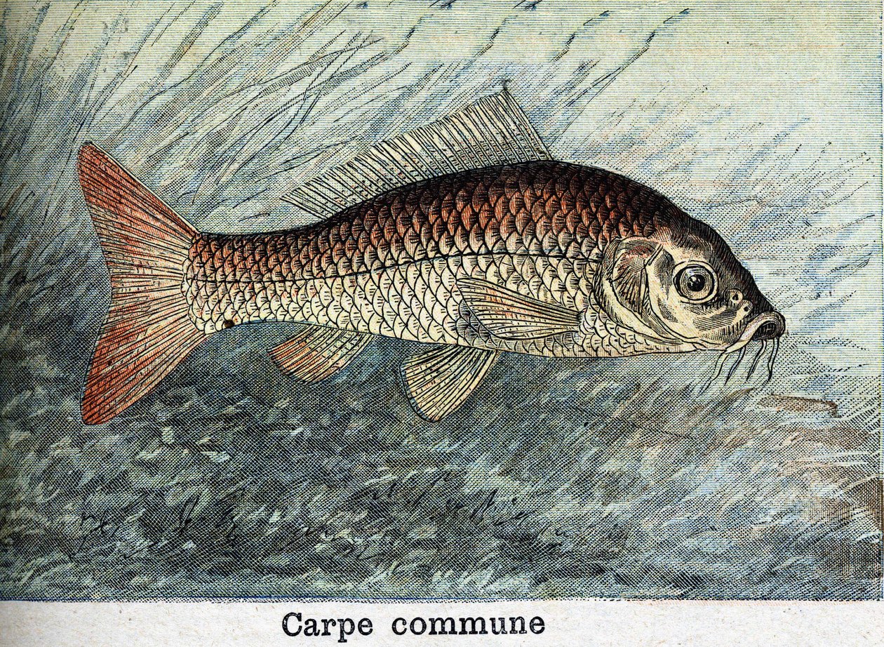 Carp Communal Engraving from 1898 av Unknown artist