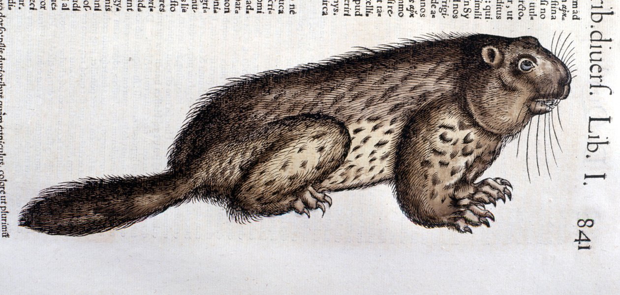 Castor - i "History of Animals" av Conrad Gesner (1516 - 1565), Tiguri av Unknown artist