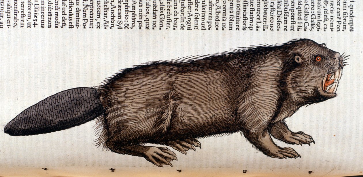 Castor - i "History of Animals" av Conrad Gesner, Tiguri av Unknown artist