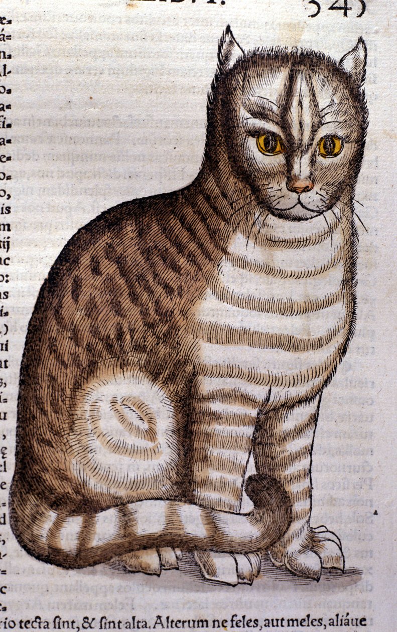 Katt etter Historia Animalium av Conrad Gesner, Tiguri 1560. Biblioteca Nazionale Braidense. Milan av Unknown artist