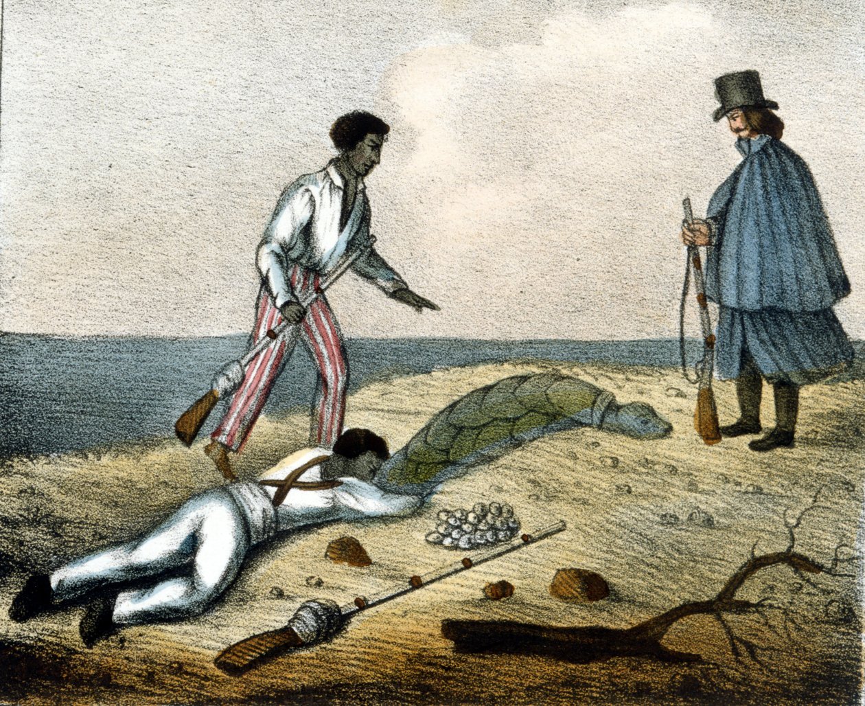 Å fange skilpaddeegg. 1800-talls gravering. av Unknown artist