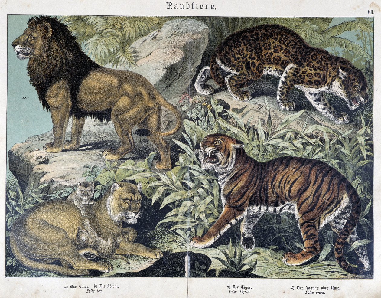 Katter: løve, løvinne, tiger - i "" Natural historier of pattedyr", red. Schreiber av Unknown artist